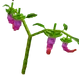 Dragon Pepper