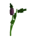 Eggplant