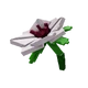 Manuka Flower