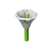 Moonflower