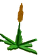 Sugar Apple